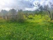 Platanos Kreta, Platanos Ein Grundstück mit Charakter und Geschichte Grundstück kaufen
